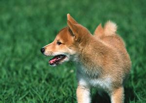 愛犬のケージを購入するなら専門通販サイトで