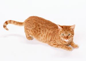 愛犬と家族のことを考えてくれるペット介護のお店です