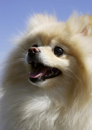 緑の森どうぶつ病院 旭神センター病院|充実の設備と24時間対応、動物と飼い主の安心をサポートする総合動物病院