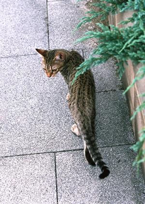 猫の健康を守る!最適な療法食の選び方と購入ガイド